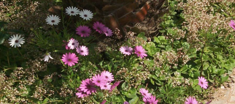 flores-47.jpg