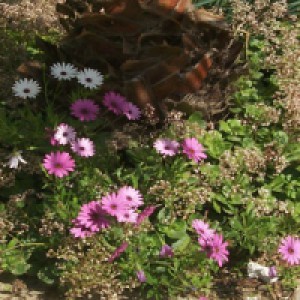 flores-47.jpg